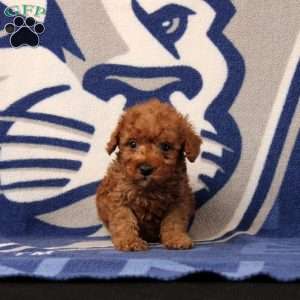 Joseph, Toy Poodle Puppy